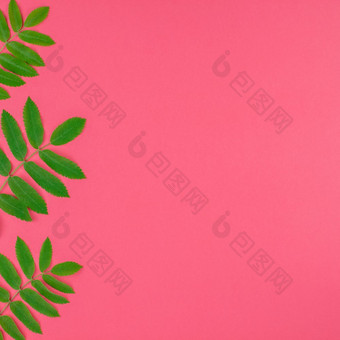 有创意的平躺前视图模式与新鲜的绿色罗文树叶子明亮的粉红色的广场背景与复制空间最小的<strong>双</strong>色版流行艺术风格框架<strong>模板</strong>为文本