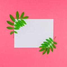 有创意的平躺前视图白色信模拟与新鲜的绿色罗文树叶子明亮的粉红色的广场背景与复制空间最小的双色版流行艺术风格模板为文本