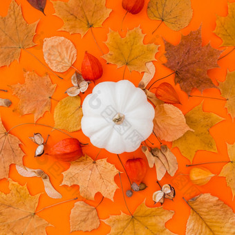 秋天平躺作文与白色南瓜和干叶子大胆的橙色颜色背景有创意的秋天感恩节秋天万圣节概念前视图复制空间