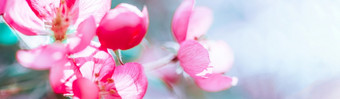 <strong>春天背景</strong>与盛开的明亮的粉红色的苹果树花美丽的自然场景与阳光果园摘要模糊<strong>春天背景</strong>与复制空间复活节阳光明媚的一天喜怒无常的大胆的颜色