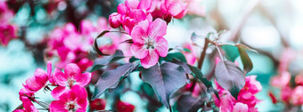 春天背景与盛开的明亮的粉红色的<strong>苹果</strong>树花美丽的自然场景与阳光果园摘要模糊春天背景与复制空间复活节阳光明媚的一天喜怒无常的大胆的颜色