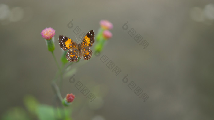 前视图黄色的和棕色（的）蝴蝶与白色点休息小粉红色的花与的绿色阀杆与无重点灰色的背景黄色的和棕色（的）蝴蝶与白色点休息小粉红色的花与的绿色阀杆与无重点灰色的背景