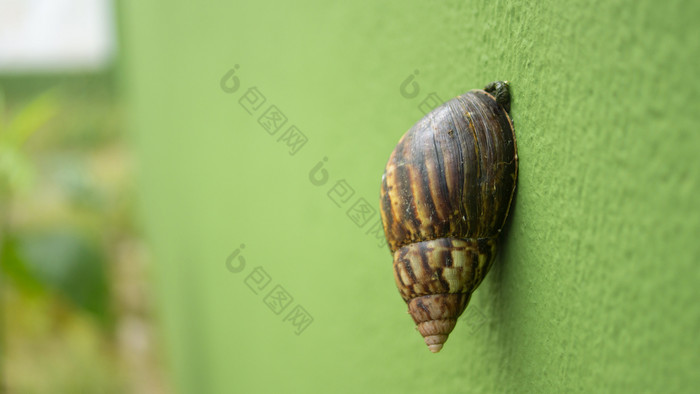 关闭视图棕色（的）蜗牛与黄色的攀爬绿色水泥墙的花园与无重点绿色背景棕色（的）蜗牛与黄色的攀爬绿色水泥墙的花园与无重点绿色背景