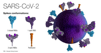 模型真实的SARS-cov-蓝色的病毒粒子旋转度揭示了职位构象和指引的紫色的斯派克蛋白质的病毒膜白色背景插图模型真实的SARS-cov-病毒粒子旋转度揭示了职位构象和指引的斯派克蛋白质的病毒膜插图