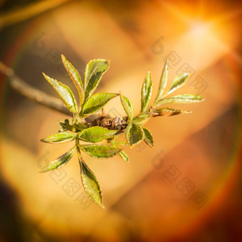 小年轻的绿色豆芽和叶子下的春天太阳