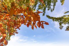 橙色常见的鹅耳枥鹅betulus叶子关闭的第聂伯河河基辅乌克兰的开始秋天与软蓝色的多云的天空