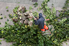 工人爬上梯修剪树分支机构城市人行道上户外多雨的一天