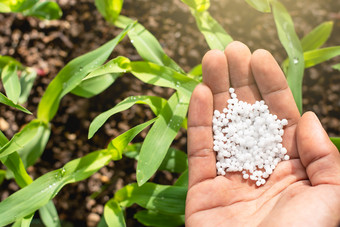 的农民rsquo手是挑选化学化肥把成的土壤为日益增长的幼苗玉米