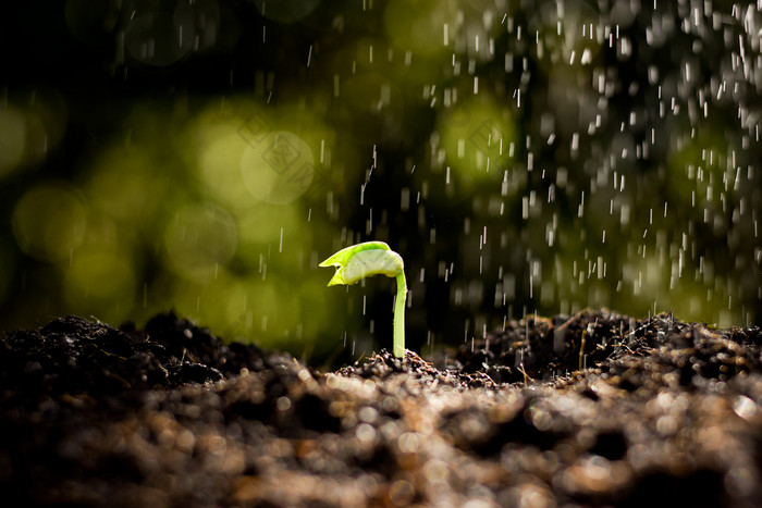 的幼苗是日益增长的的土壤而在那里是下毛毛雨雨