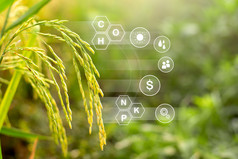 大米种植园和技术图标关于增长和好处从培养