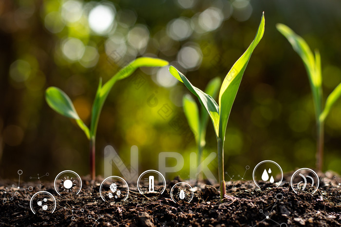 玉米幼苗是日益增长的从肥沃的地面和在那里技术图标关于土壤退化周围
