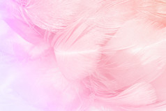 软粉红色的古董颜色趋势鸡羽毛纹理背景