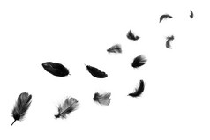 美丽的集团黑色的羽毛浮动空气孤立的白色背景