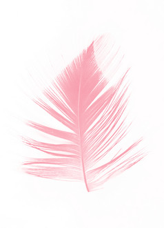 美丽的柔和的软粉红色的羽毛火烈鸟孤立的白色背景