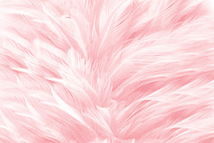 美丽的软粉红色的羽毛模式纹理背景