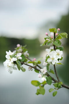 分支开花苹果以上的湖的春天