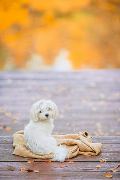 白色小狗马耳他木码头秋天白色狗马耳他木码头秋天