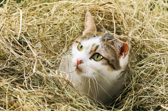 远猫与绿色眼睛的干草堆