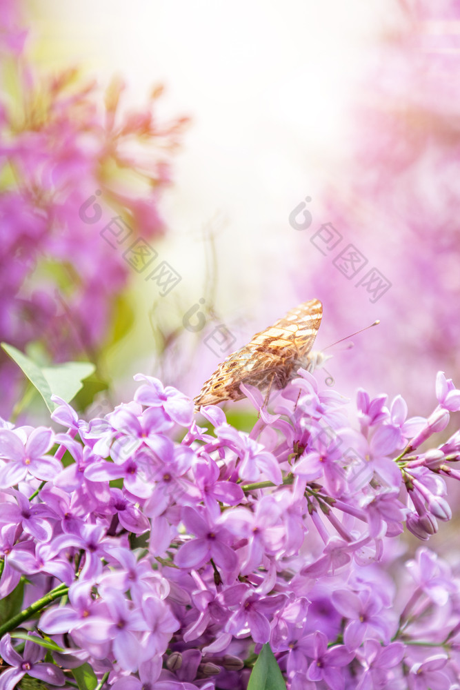 美丽的粉红色的紫罗兰色的淡紫色紫丁香花和颤动的蝴蝶自然在户外特写镜头宏魔法艺术图像健美的阳光明媚的光音调