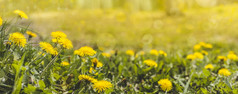 美丽的春天蒲公英花绿色场与黄色的蒲公英特写镜头黄色的春天花的地面