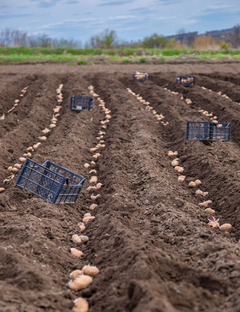 土豆盒子为种植种植土豆他们的土地的村早期春天与<strong>手册</strong>犁的场土豆盒子为种植种植土豆他的土地的村