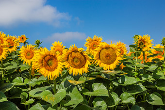 场盛开的向日葵对蓝色的天空阳光明媚的一天农业植物农场字段的夏天季节场盛开的向日葵对蓝色的天空阳光明媚的一天