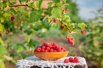 新鲜的成熟的树莓粘土碗下树莓布什有机日益增长的树莓的花园新鲜的成熟的树莓粘土碗下树莓布什