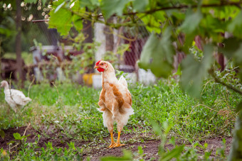 鸡特写镜头成人母鸡公鸡火鸡十几岁的鸡的农场吃草的草和派克饲料成人母鸡公鸡火鸡十几岁的鸡的农场吃草的草和派克饲料
