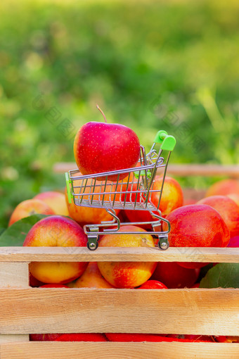 小电车为货物与成熟的红色的苹果的背景盒子苹果的花园特写镜头空间为文本小电车为货物与成熟的红色的苹果的背景盒子苹果的花园