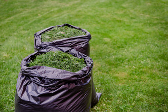 割草家庭花园草坪上与黑色的袋草剪报草岩屑黑色的塑料袋新修剪草坪上割草家庭花园草坪上与黑色的袋草剪报