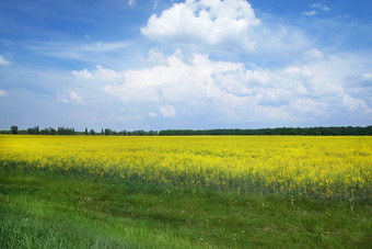 <strong>黄色</strong>的油菜籽场和蓝色的天空与云阳光明媚的一天<strong>黄色</strong>的油菜籽场和蓝色的天空与云