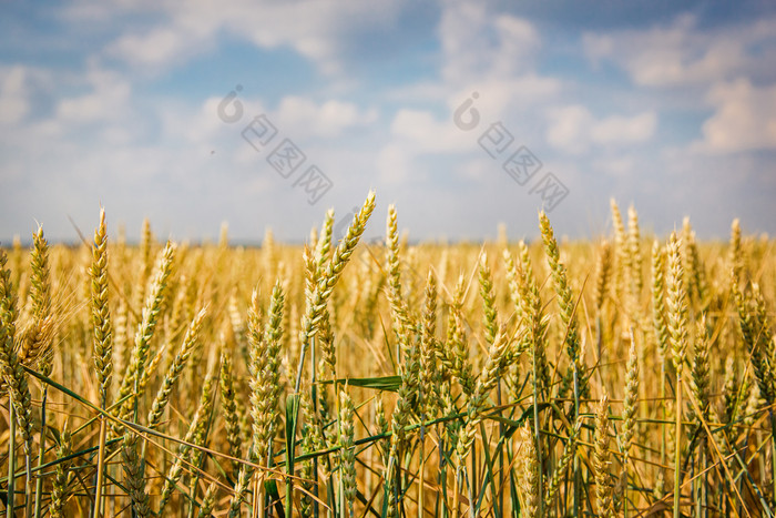 成熟的小穗成熟的小麦特写镜头小穗小麦场对蓝色的天空和白色云收获概念的主要焦点的小穗前景成熟的小穗成熟的小麦特写镜头小穗小麦场对蓝色的天空和白色云