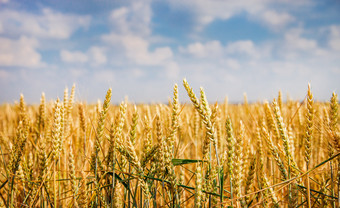 成熟的小穗成熟的小麦特写镜头小穗小麦场对蓝色的天空和白色云收获概念的主要焦点的小穗前景成熟的小穗成熟的小麦特写镜头小穗小麦场对蓝色的天空和白色云
