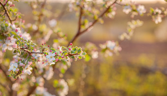 关闭盛开的味蕾苹果树的花园盛开的苹果果园春天日落模糊背景与的地方为文本关闭盛开的味蕾苹果树的花园盛开的苹果果园春天日落