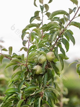 年轻的绿色苹果树的花园日益增长的有机水果的农场传统的农业农业与现代水果树培养年轻的绿色苹果树的花园日益增长的有机水果的农场