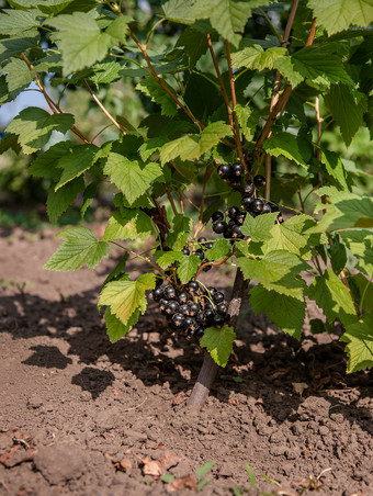 黑色的和多汁的新鲜的黑醋栗浆果日益增长的的植物日益增长的<strong>有机</strong>水果的<strong>农场</strong>黑色的和多汁的新鲜的黑醋栗浆果日益增长的的植物