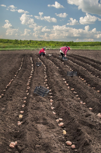 种植土豆他的土地的村早期春天种植土豆他的土地的村