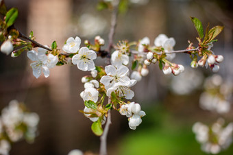 白色樱桃树开花春天开花的花园园艺白色樱桃树开花春天开花的花园