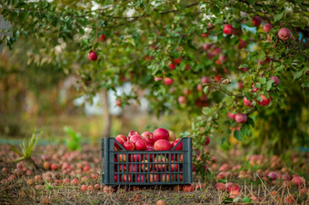 红色的苹果篮子和盒子的绿色草秋天<strong>果园</strong>苹果收获和挑选苹果农场秋天红色的苹果篮子和盒子的绿色草秋天<strong>果园</strong>