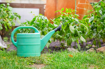绿色浇水可以位于的花园附近的绿色花园种植辣椒绿色浇水可以位于的花园附近的绿色花园种植