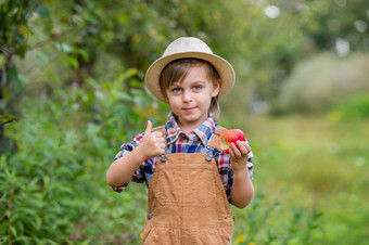 肖像一个可爱的男孩他的花园与红色的苹果情绪幸福食物秋天收获苹果批准手势股票照片肖像一个可爱的男孩他的花园与红色的苹果情绪幸福食物秋天收获苹果