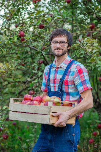 挑选苹果男人。与完整的篮子红色的苹果的花园有机苹果挑选苹果男人。与完整的篮子红色的苹果的花园