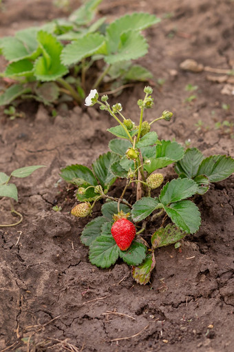 红色的成熟的草莓薄茎绿色布什的地面日益增长的有机水果的花园红色的成熟的草莓薄茎绿色布什的地面