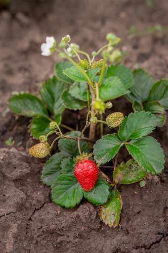 红色的成熟的草莓薄茎绿色布什的地面日益增长的有机水果的花园红色的成熟的草莓薄茎绿色布什的地面