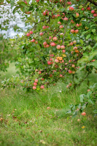 年轻的苹果树的花园日益增长的有机<strong>水果</strong>的农场传统的农业农业与现代<strong>水果</strong>树培养年轻的苹果树的花园日益增长的有机<strong>水果</strong>的农场