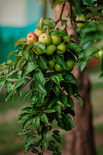 年轻的苹果树的花园日益增长的有机<strong>水果</strong>的农场传统的农业农业与现代<strong>水果</strong>树培养年轻的苹果树的花园日益增长的有机<strong>水果</strong>的农场