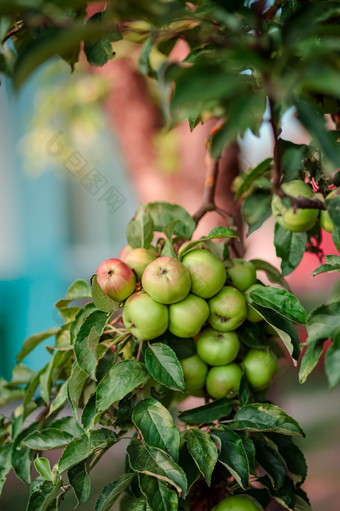 年轻的苹果树的花园日益增长的有机水果的农场传统的农业农业与现代水果树培养年轻的苹果树的花园日益增长的有机水果的农场