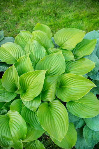 美丽的植物宿主的花圃的花园园艺美丽的植物宿主的花圃的花园