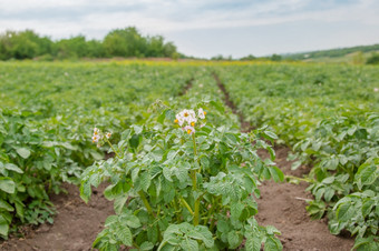 的土豆生长和花朵的花园的开放地面蔬菜为素食者食物是种植有机花园的土豆生长和花朵的花园的开放地面