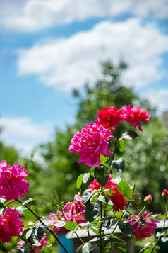美丽的玫瑰布什对蓝色的天空与白色云美丽的玫瑰布什